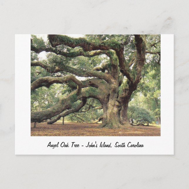 Carte Postale Ange Chêne près de Charleston, SC (Devant)