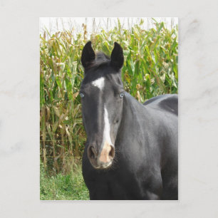 Carte Postale Angel bleu