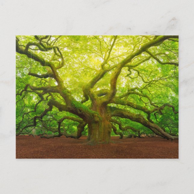 Carte Postale Angel Oak (Devant)