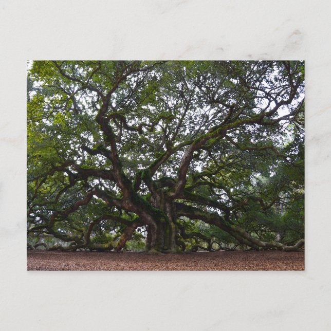 Carte Postale Angel Oak, John's Island, Caroline du Sud (Devant)