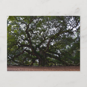 Carte Postale Angel Oak, John's Island, Caroline du Sud
