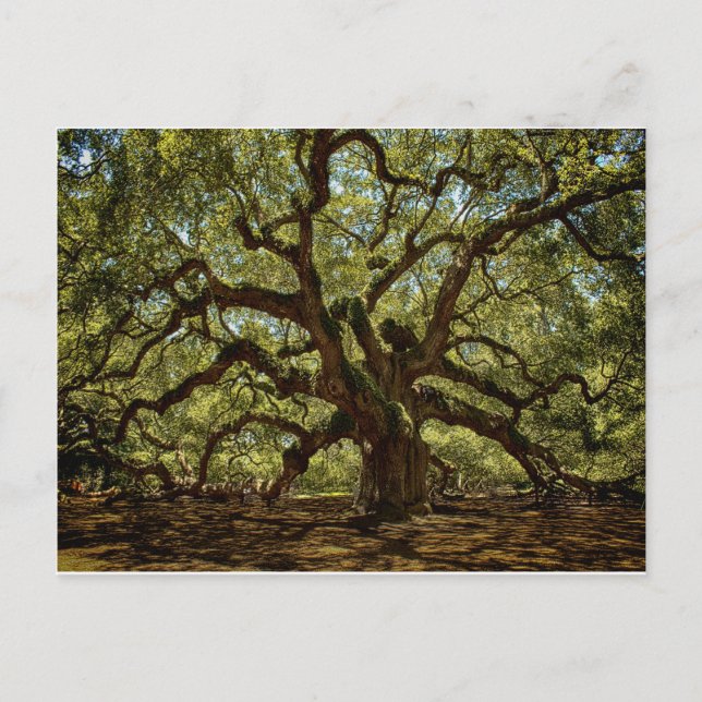 Carte Postale Angel Oak majestueux (Devant)