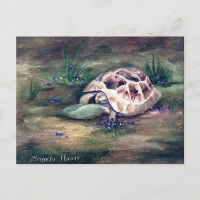 Carte postale Angel Tortoise (Devant)