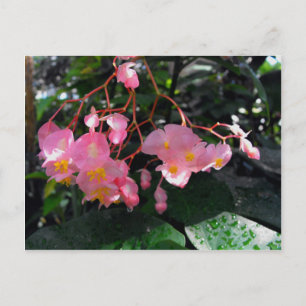 Carte Postale Angel Wing Begonias