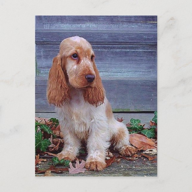 Carte Postale Anglais Cocker Spaniel (Devant)