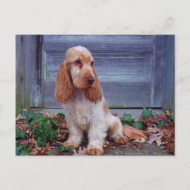 Carte Postale Anglais Cocker Spaniel (Devant)