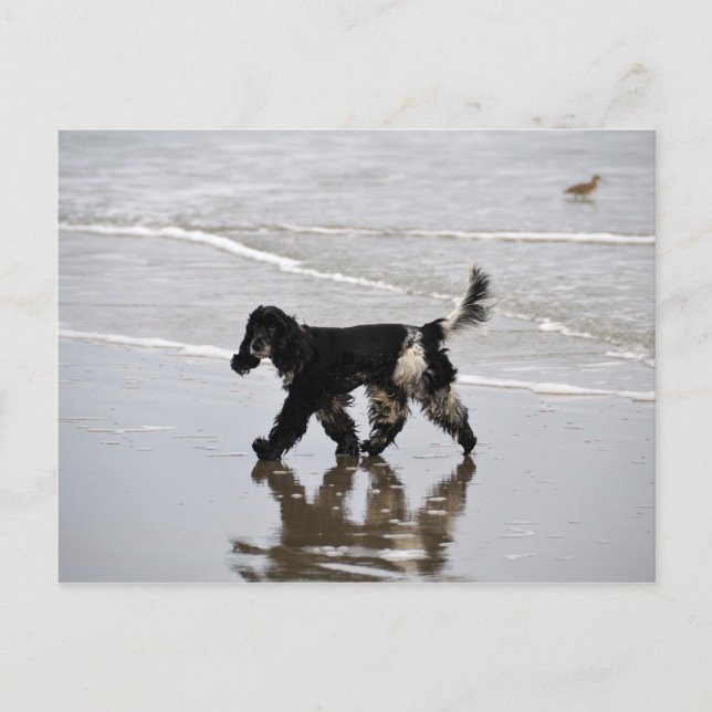 Carte Postale Anglais Cocker Spaniel sur la plage (Devant)