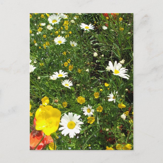 Carte Postale Anglais Cottage Garden (Devant)