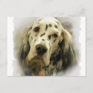 Carte postale Anglais Setter
