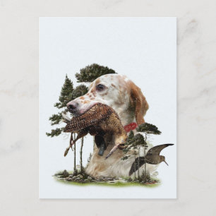 Carte Postale Anglais Setter, chasse à la bécasse