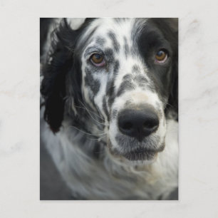 Carte postale Anglais Setter Dog