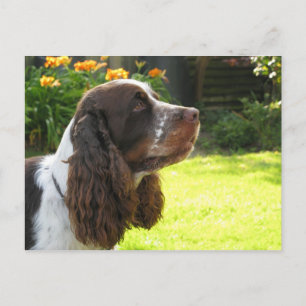 Carte Postale Anglais Springer Spaniel
