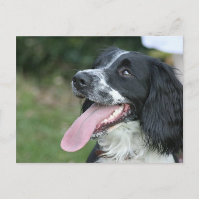 Carte Postale Anglais Springer Spaniel (Devant)