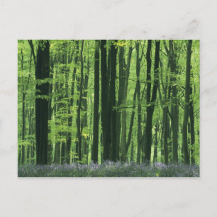 Carte Postale Angleterre, forêt de hêtres et Bluebells
