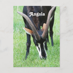 Carte Postale Angola Sable Antelope