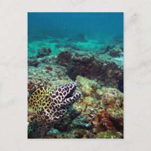 Carte Postale Anguille à tache noire