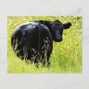 Carte Postale Angus Steer dans l'herbe jaune haute