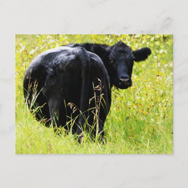 Carte Postale Angus Steer dans l'herbe jaune haute (Devant)