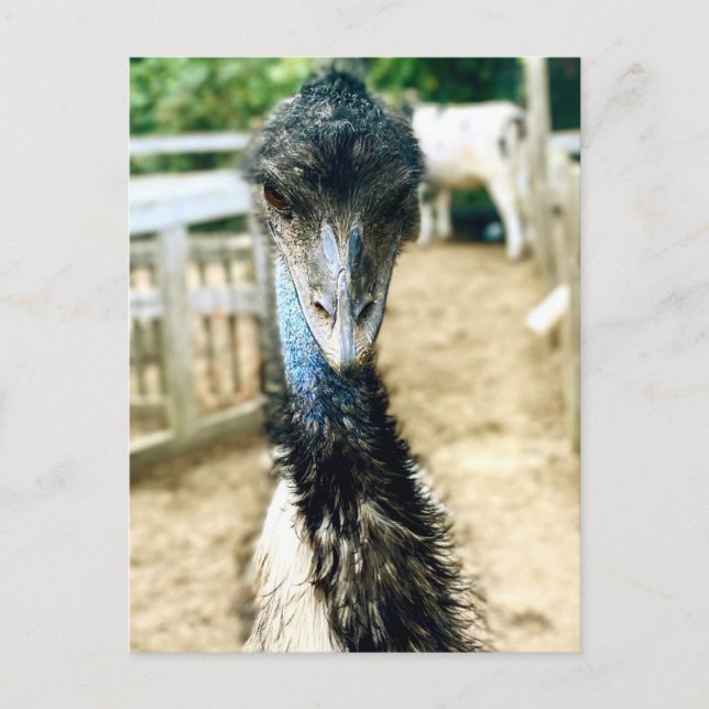 Carte Postale Angy Emu (Devant)