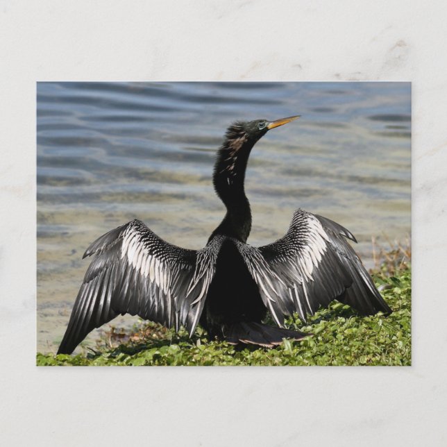 Carte postale Anhinga Bird (Devant)
