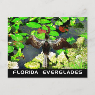Carte Postale Anhinga, Parc national des Everglades, FL