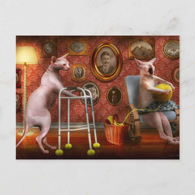 Carte Postale Animal - Cat - Retirement home for cats (Devant)