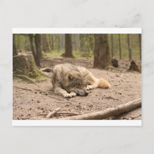 Carte Postale Animal Loup Paix Amour Sauvage Pays Nature