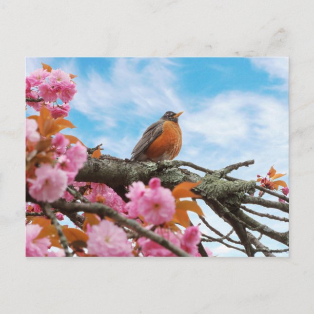 Carte Postale Animal - Oiseau - Premier rouge-gorge du printemps (Devant)
