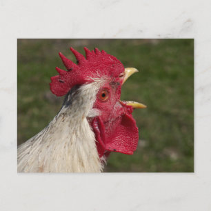 Carte Postale animal, poussin, poulet, ferme, mignon, oiseau, bé