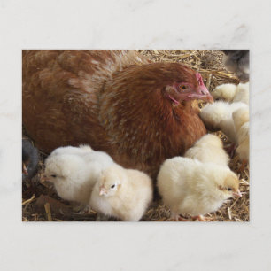 Carte Postale animal, poussin, poulet, ferme, mignon, oiseau, bé