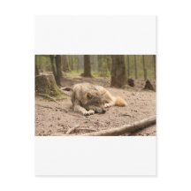 Animal Wolf Paix Amour Pays Sauvage Nature