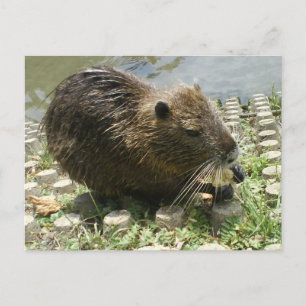 carte postale animale "rat nutria"