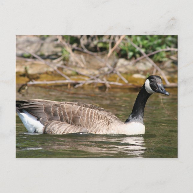 Carte Postale Animaux (Devant)