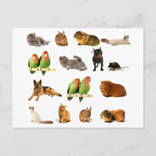 Carte Postale animaux (Devant)
