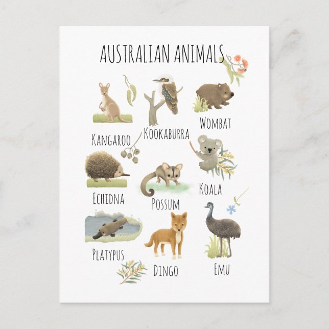 Carte Postale Animaux australiens (Devant)