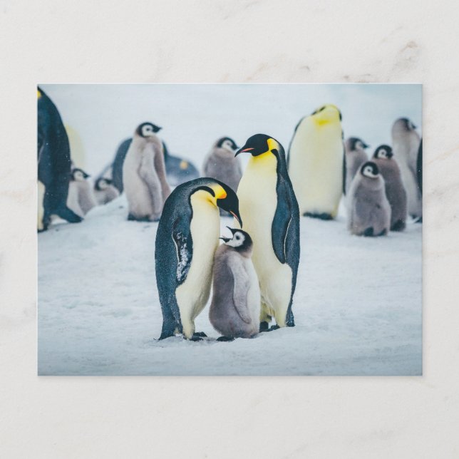 Carte Postale Animaux Bébés les Plus Mignons | Alimentation de B (Devant)