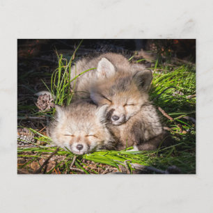 Carte Postale Animaux Bébés les Plus Mignons   Bébés Renards Rou