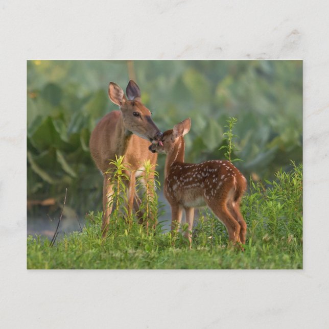 Carte Postale Animaux Bébés les Plus Mignons | Cerf et Bébé (Devant)