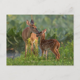 Carte Postale Animaux Bébés les Plus Mignons   Cerf et Bébé