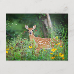 Carte Postale Animaux Bébés les Plus Mignons   Cerfs à Queue Bla