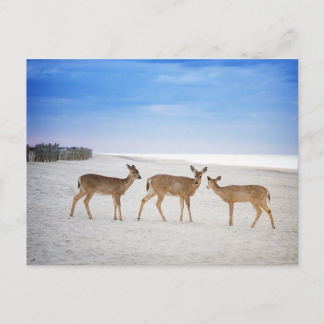 Carte Postale Animaux Bébés les Plus Mignons | Cerfs sur la Plag (Devant)