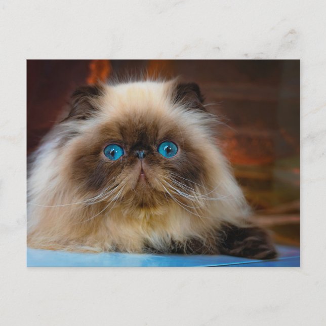 Carte Postale Animaux Bébés les Plus Mignons | Chat Himalayen (Devant)