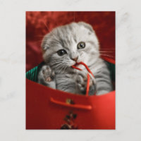 Animaux Bébés les Plus Mignons | Chat Scottish Fol