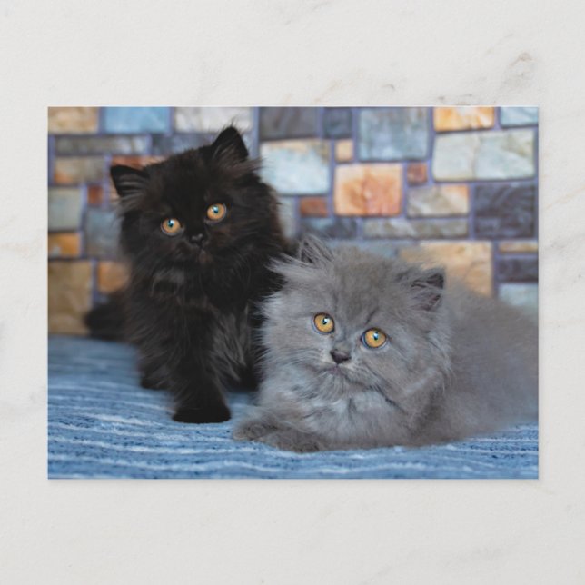 Carte Postale Animaux Bébés les Plus Mignons | Chatons Persans s (Devant)