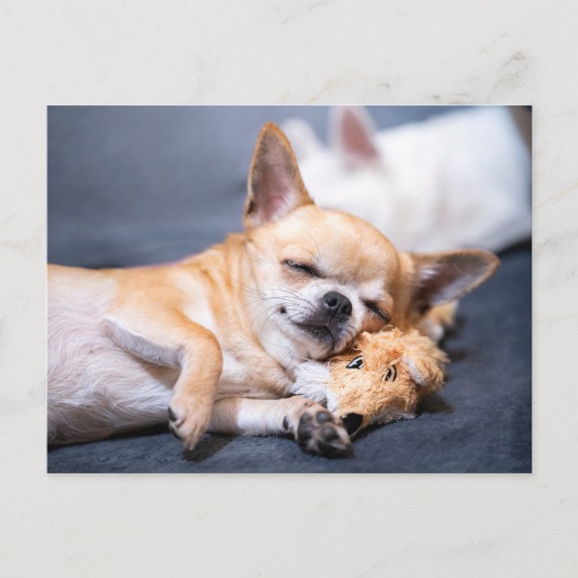 Carte Postale Animaux Bébés les Plus Mignons | Chien Chihuahua a (Devant)