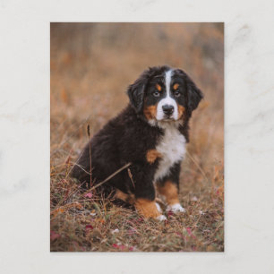 Carte Postale Animaux Bébés les Plus Mignons   Chien de Montagne