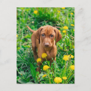 Carte Postale Animaux Bébés les Plus Mignons Chien Pointer