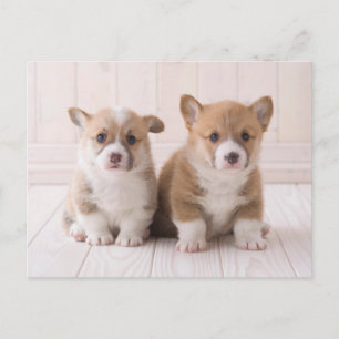 Carte Postale Animaux Bébés les Plus Mignons   Deux Bébés Corgis