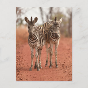 Carte Postale Animaux Bébés les Plus Mignons   Deux Jeunes Zèbre
