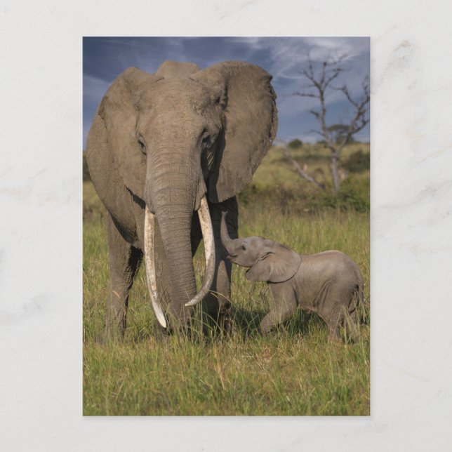 Carte Postale Animaux Bébés les Plus Mignons | Eléphant Amama av (Devant)